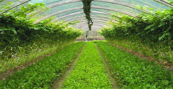 現(xiàn)代農(nóng)業(yè)產(chǎn)業(yè)發(fā)展趨勢及農(nóng)業(yè)傳感器盈利模式分析